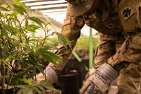 Army National Guard soldier pulls illegally grown marijuana plants