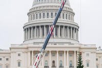Capitol Christmas Tree
