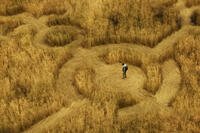 Person standing in the center of a massive crop circle formation in a wheat field in Disclosure Day. Photo Credit: Universal Pictures