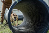 Vanda, a military working dog trainee assigned to the 341st Training Squadron, prepares to crawl through a tunnel during a obedience training course at Joint Base San Antonio-Lackland, Nov. 17, 2016. Senior Airman Keith James/Air Force