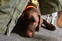 TOML, a chocolate lab service dog with the Alaska Air National Guard 212 Rescue Squadron, is believed to be the first of his kind in the U.S. military. (Photo: Amy Bushatz/Military.com)