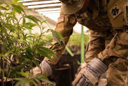 Army National Guard soldier pulls illegally grown marijuana plants